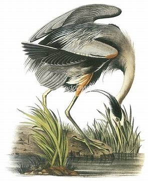 Audubon’s Great Blue Heron